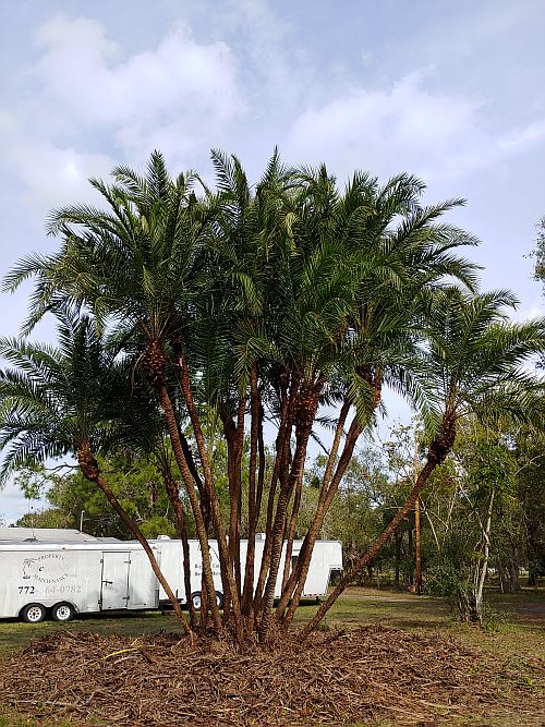 phoenix-reclinata-senegal-date-palm