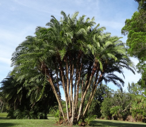 phoenix-reclinata-senegal-date-palm