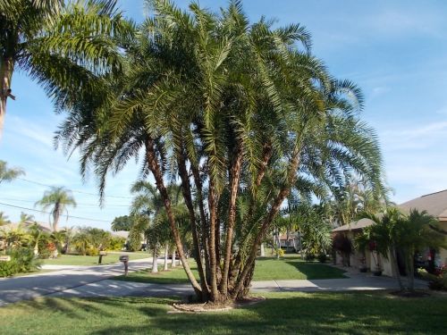 phoenix-reclinata-senegal-date-palm