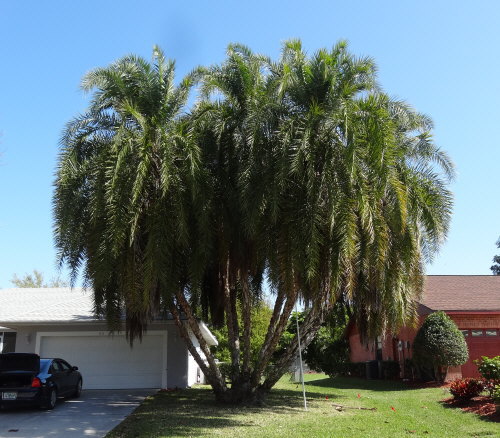 phoenix-reclinata-senegal-date-palm