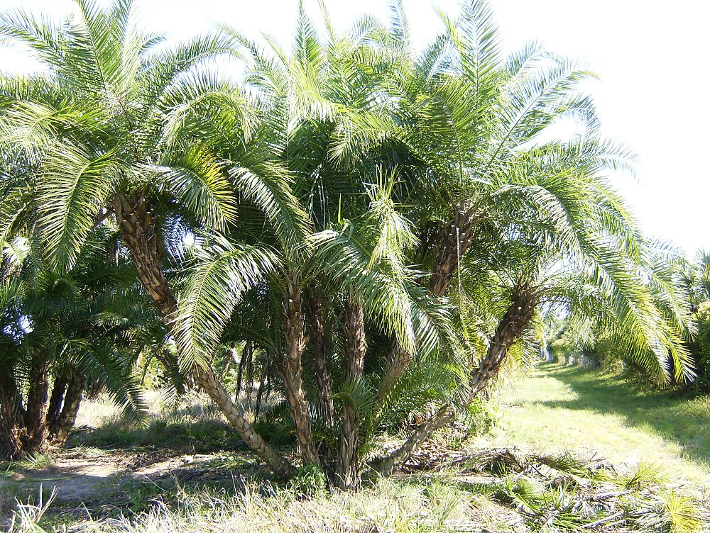 phoenix-reclinata-senegal-date-palm