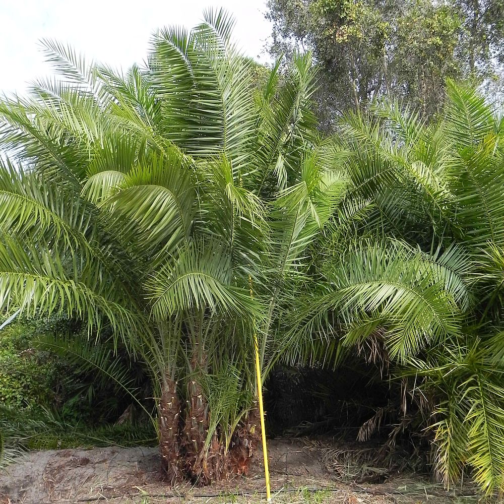 phoenix-reclinata-senegal-date-palm