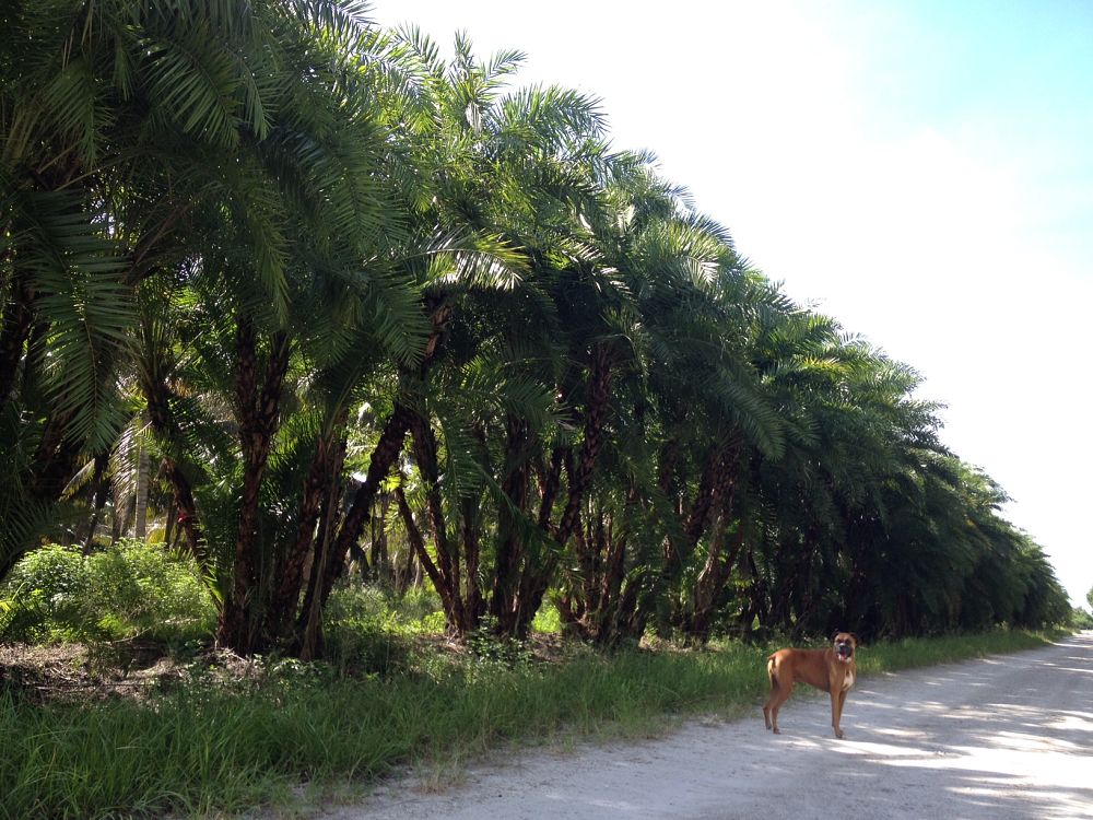 phoenix-reclinata-senegal-date-palm