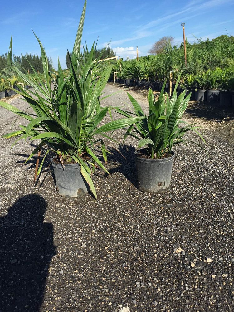 phoenix-reclinata-senegal-date-palm