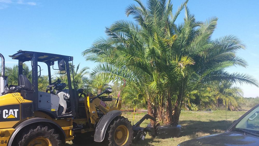 phoenix-reclinata-senegal-date-palm