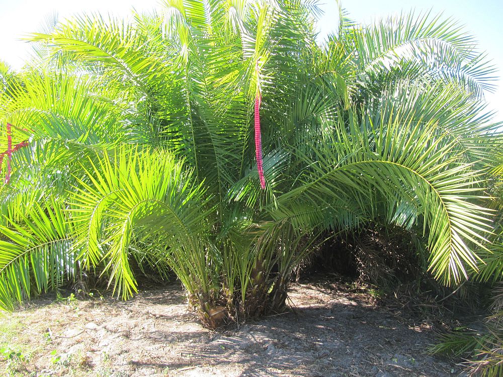 phoenix-reclinata-senegal-date-palm