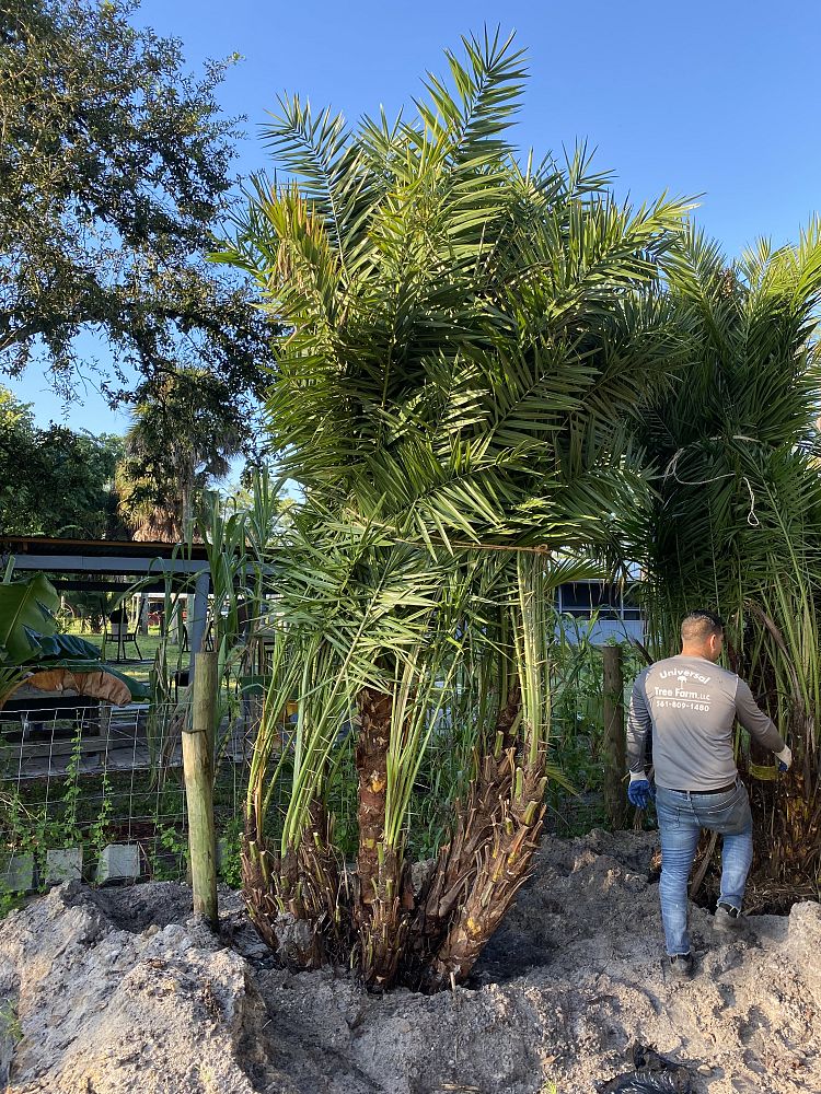 phoenix-reclinata-senegal-date-palm