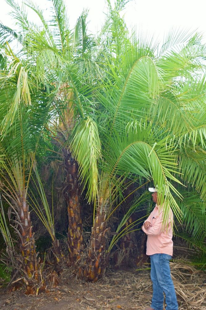 phoenix-reclinata-senegal-date-palm