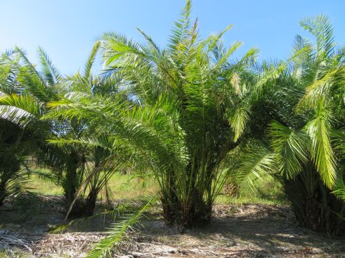 phoenix-reclinata-senegal-date-palm