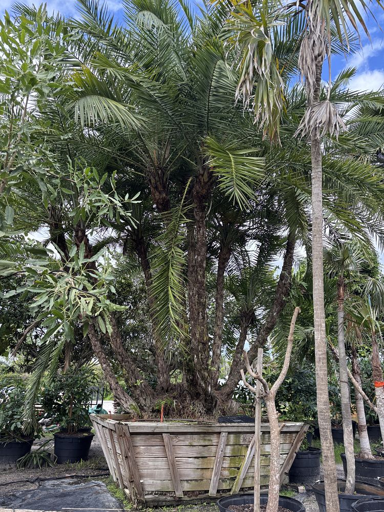 phoenix-reclinata-senegal-date-palm