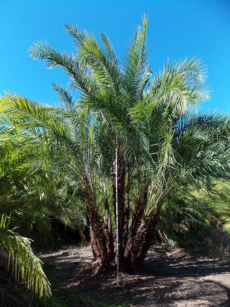 phoenix-reclinata-senegal-date-palm