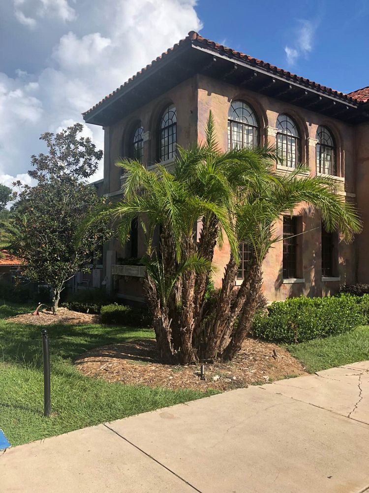 phoenix-reclinata-senegal-date-palm