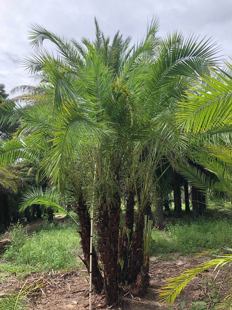 phoenix-reclinata-senegal-date-palm