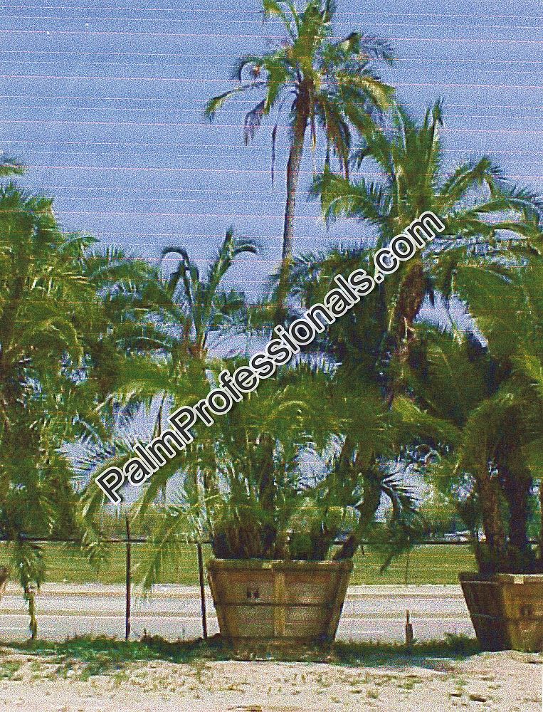 phoenix-reclinata-senegal-date-palm