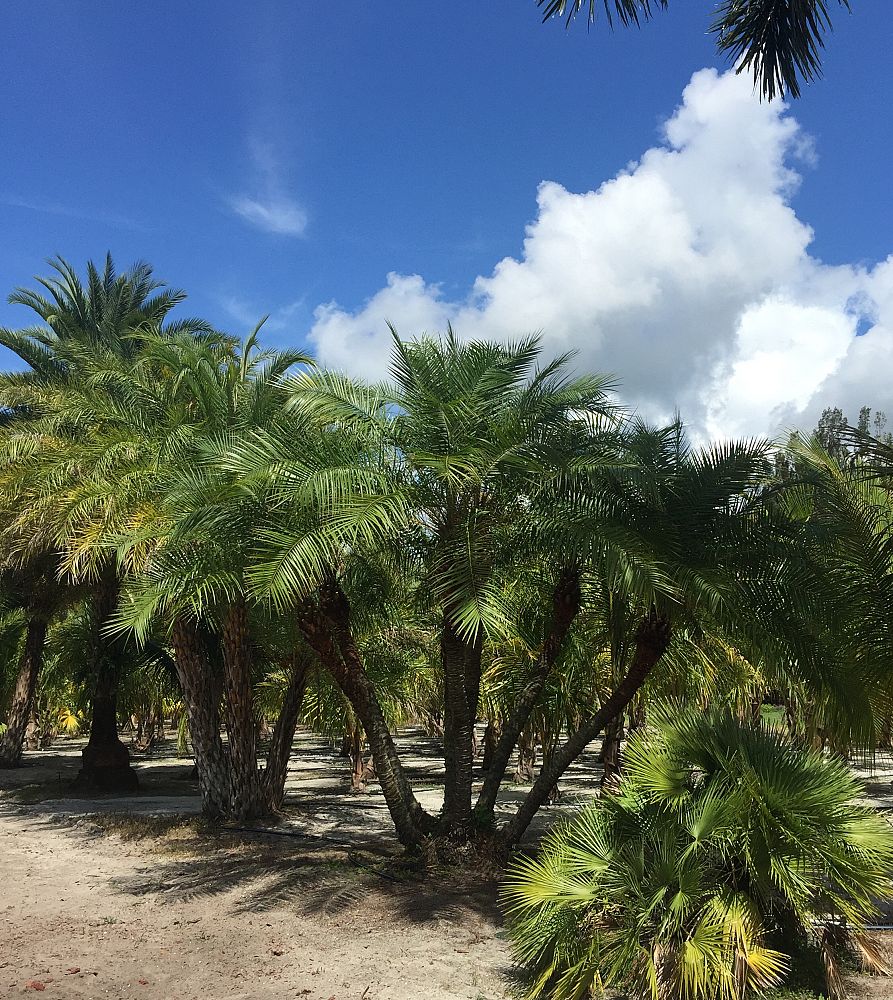 phoenix-reclinata-senegal-date-palm
