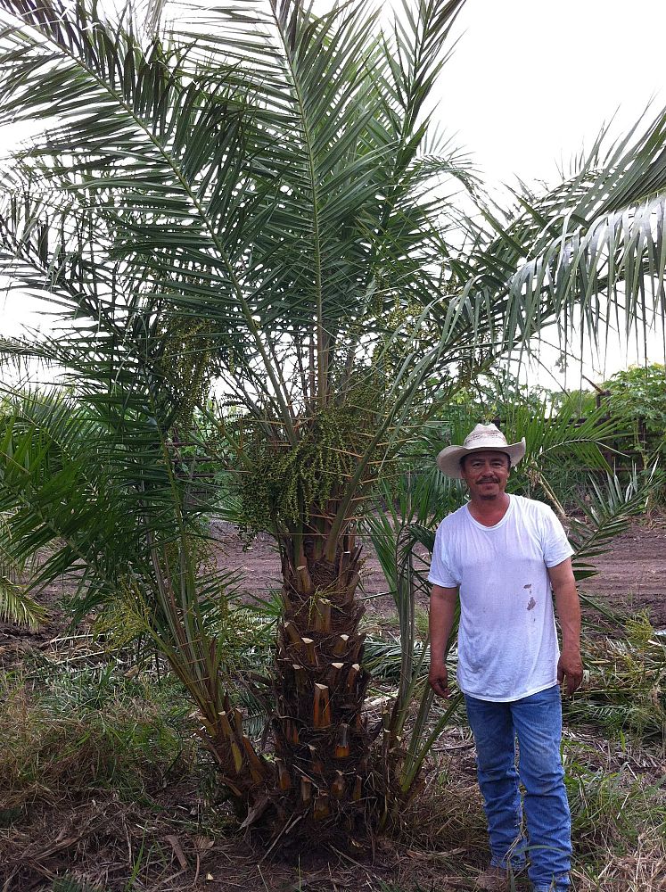 phoenix-reclinata-senegal-date-palm