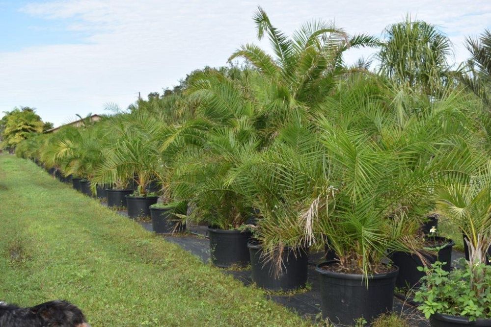 phoenix-reclinata-senegal-date-palm