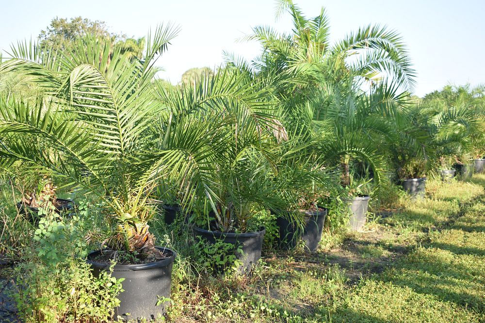 phoenix-reclinata-senegal-date-palm