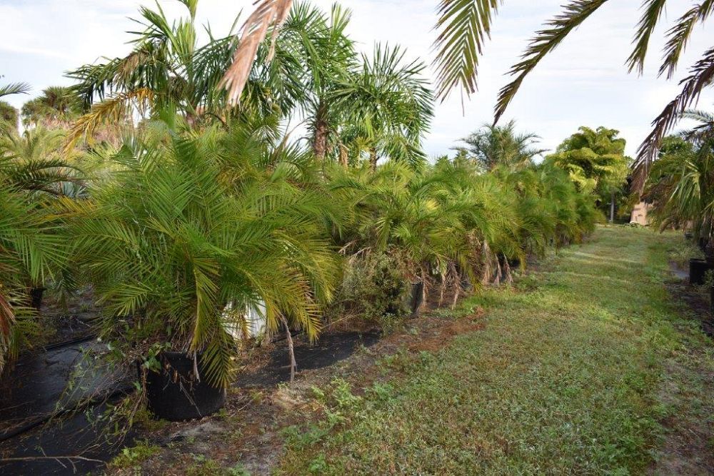 phoenix-reclinata-senegal-date-palm