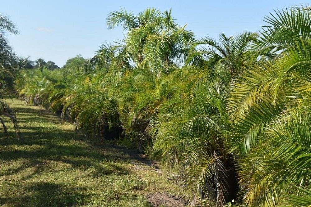 phoenix-reclinata-senegal-date-palm