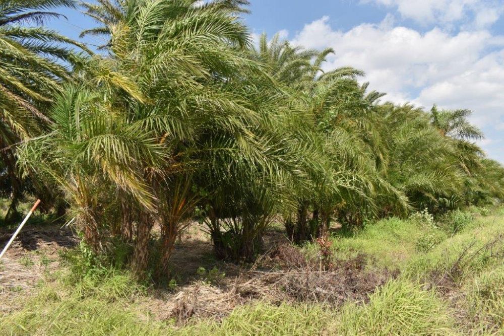 phoenix-reclinata-senegal-date-palm