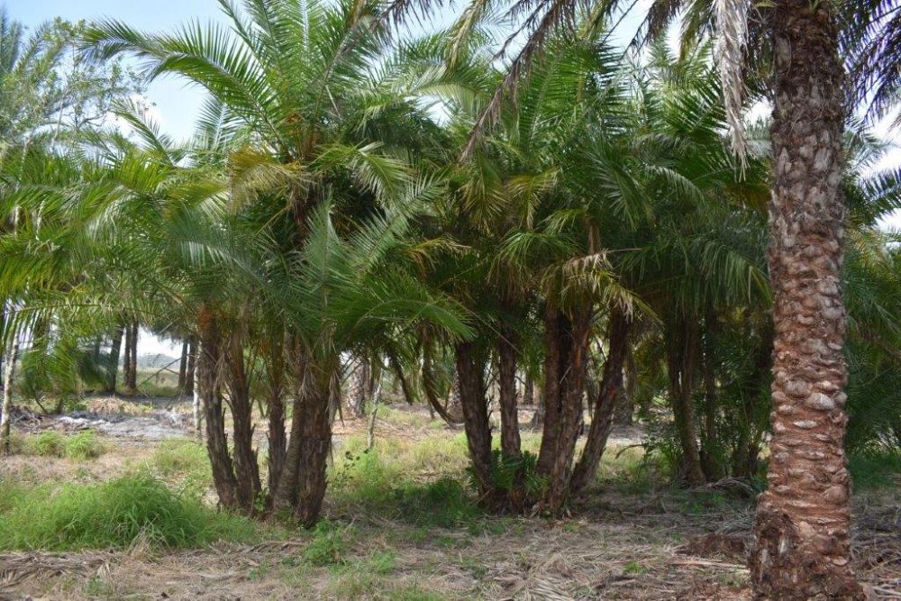 phoenix-reclinata-senegal-date-palm