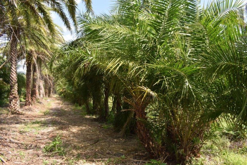 phoenix-reclinata-senegal-date-palm