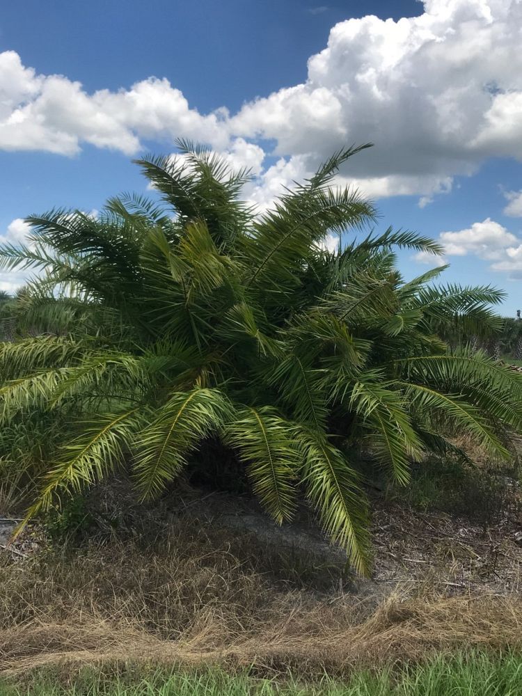 phoenix-reclinata-senegal-date-palm