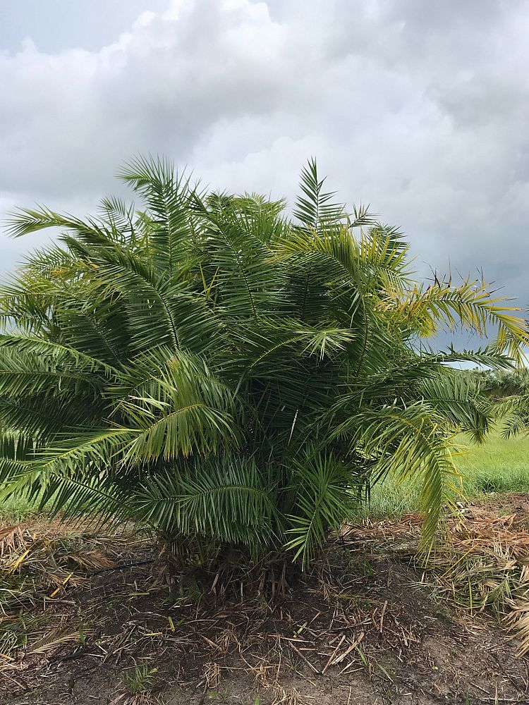 phoenix-reclinata-senegal-date-palm