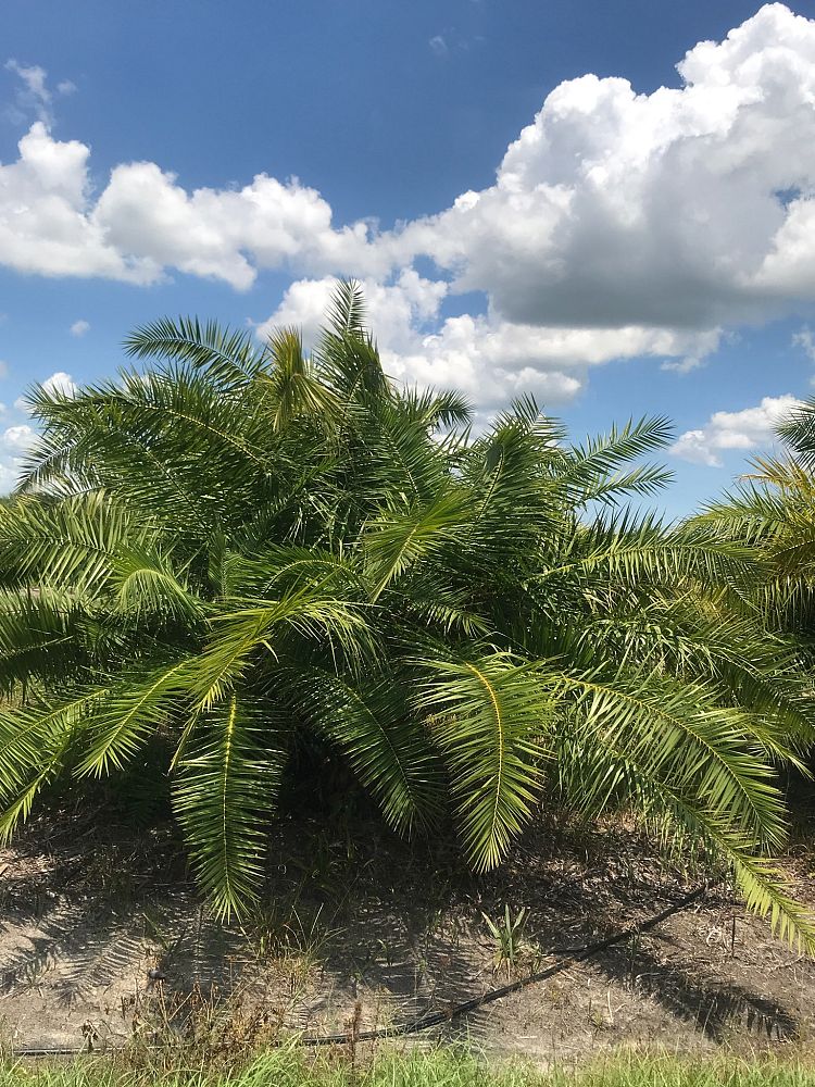 phoenix-reclinata-senegal-date-palm