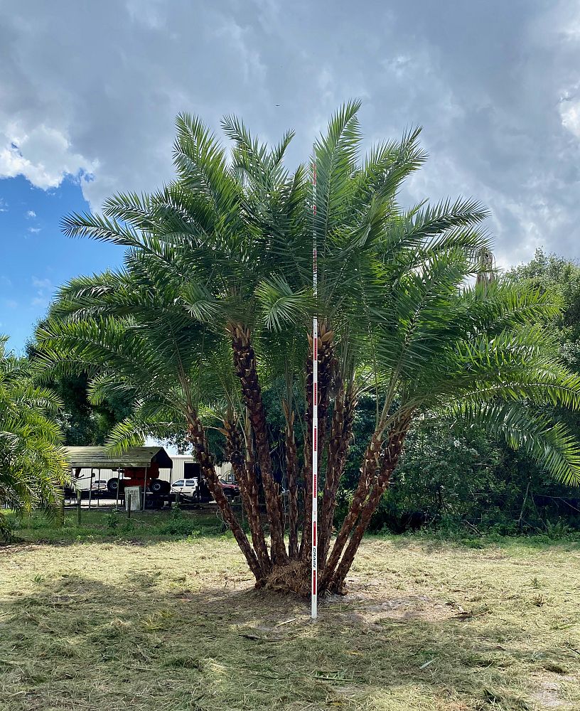 phoenix-reclinata-senegal-date-palm