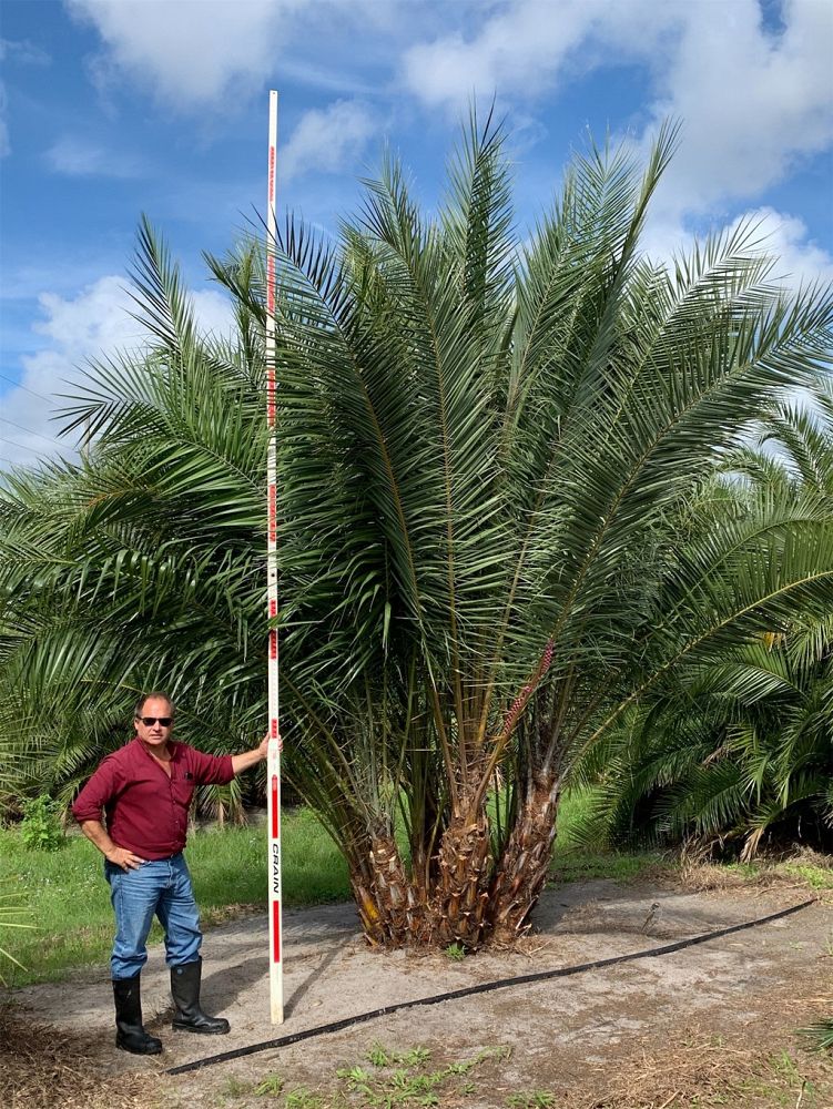 phoenix-reclinata-senegal-date-palm