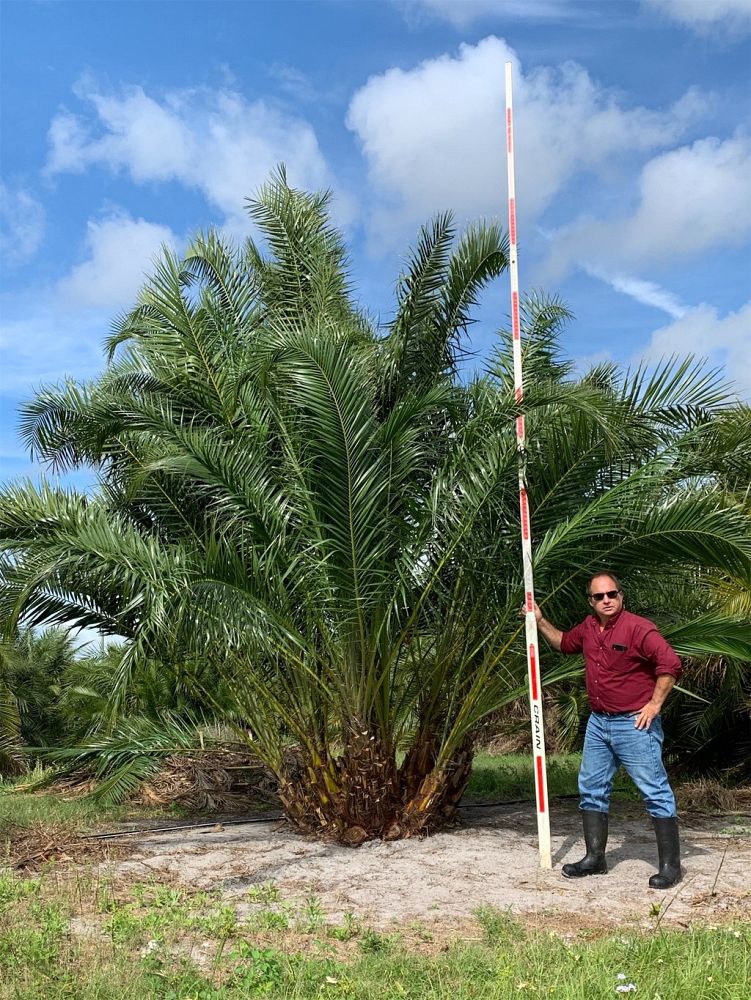 phoenix-reclinata-senegal-date-palm