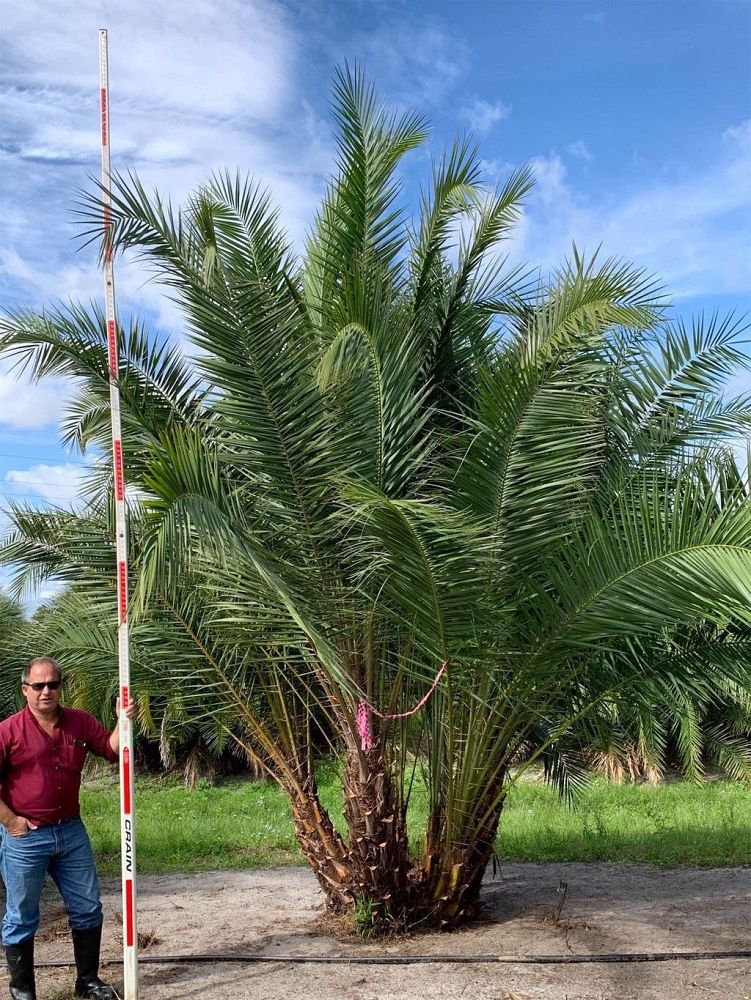phoenix-reclinata-senegal-date-palm