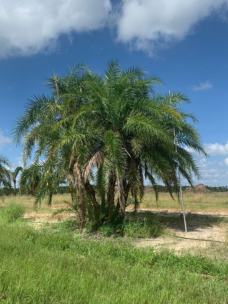 phoenix-reclinata-senegal-date-palm