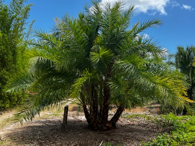 phoenix-reclinata-senegal-date-palm