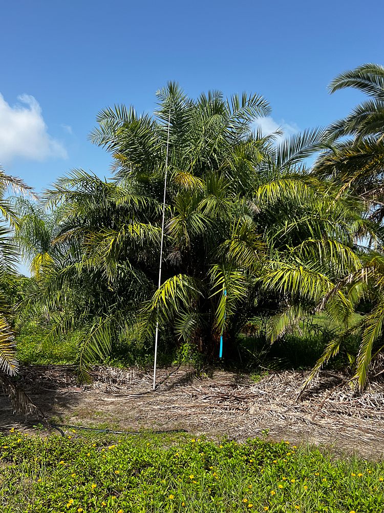 phoenix-reclinata-senegal-date-palm