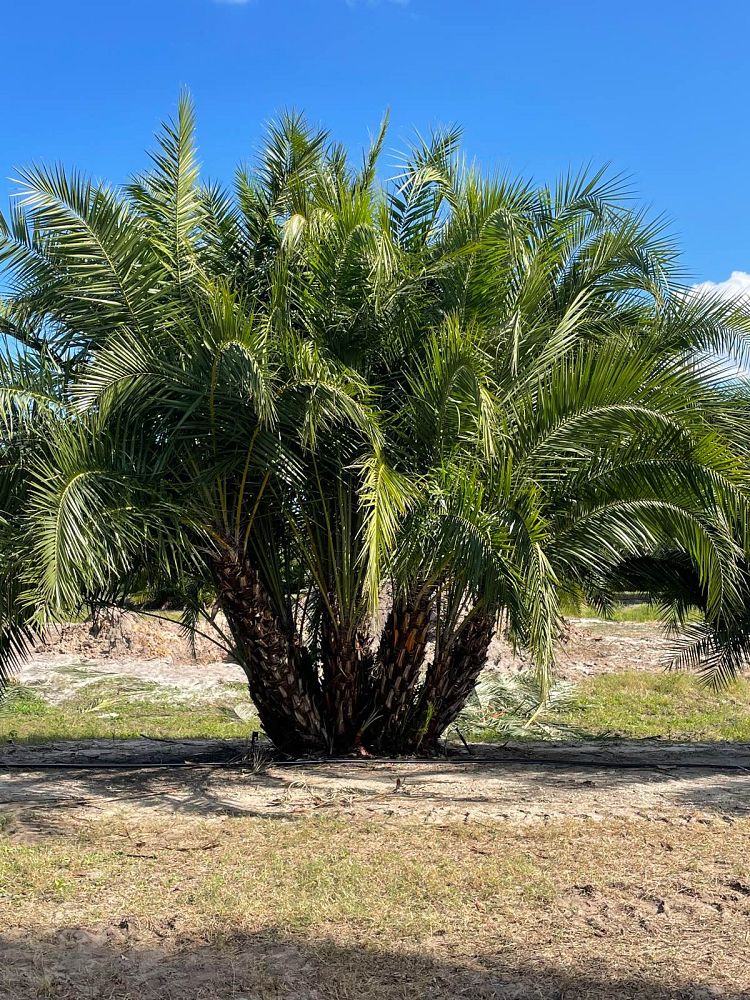 phoenix-reclinata-senegal-date-palm