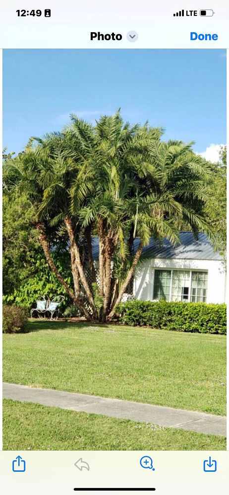 phoenix-reclinata-senegal-date-palm