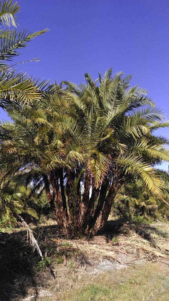 phoenix-reclinata-senegal-date-palm