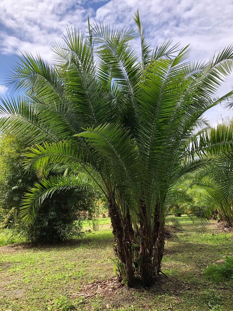 phoenix-reclinata-senegal-date-palm