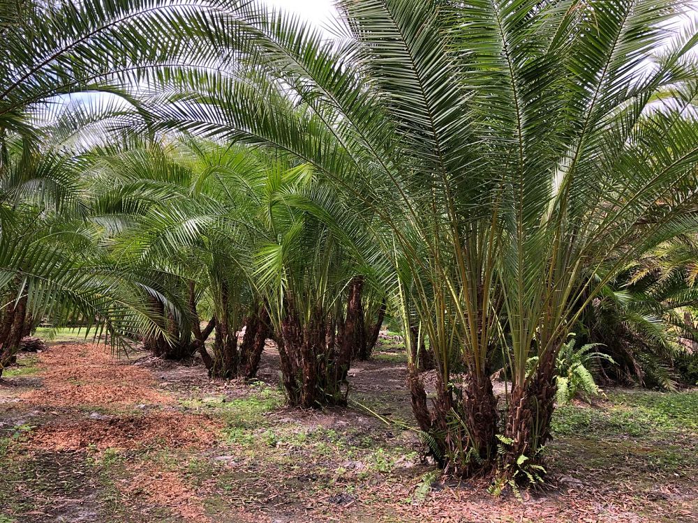 phoenix-reclinata-senegal-date-palm