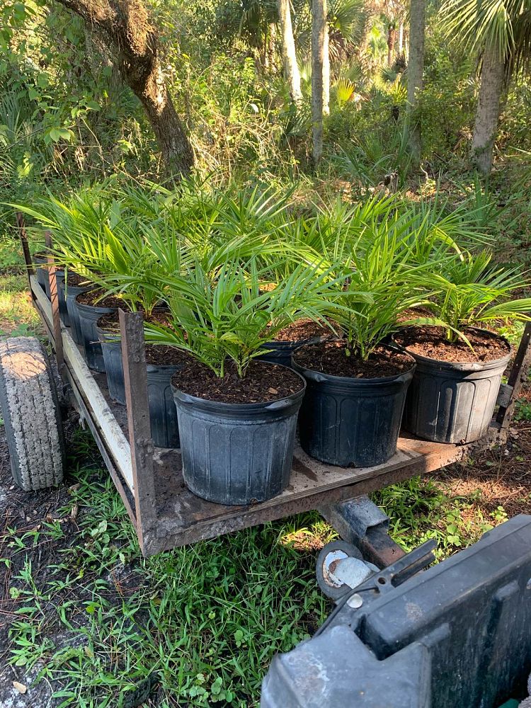 phoenix-reclinata-senegal-date-palm