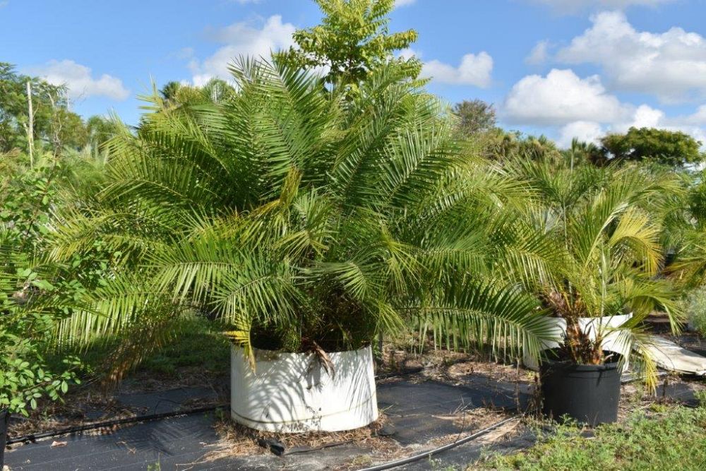 phoenix-reclinata-senegal-date-palm