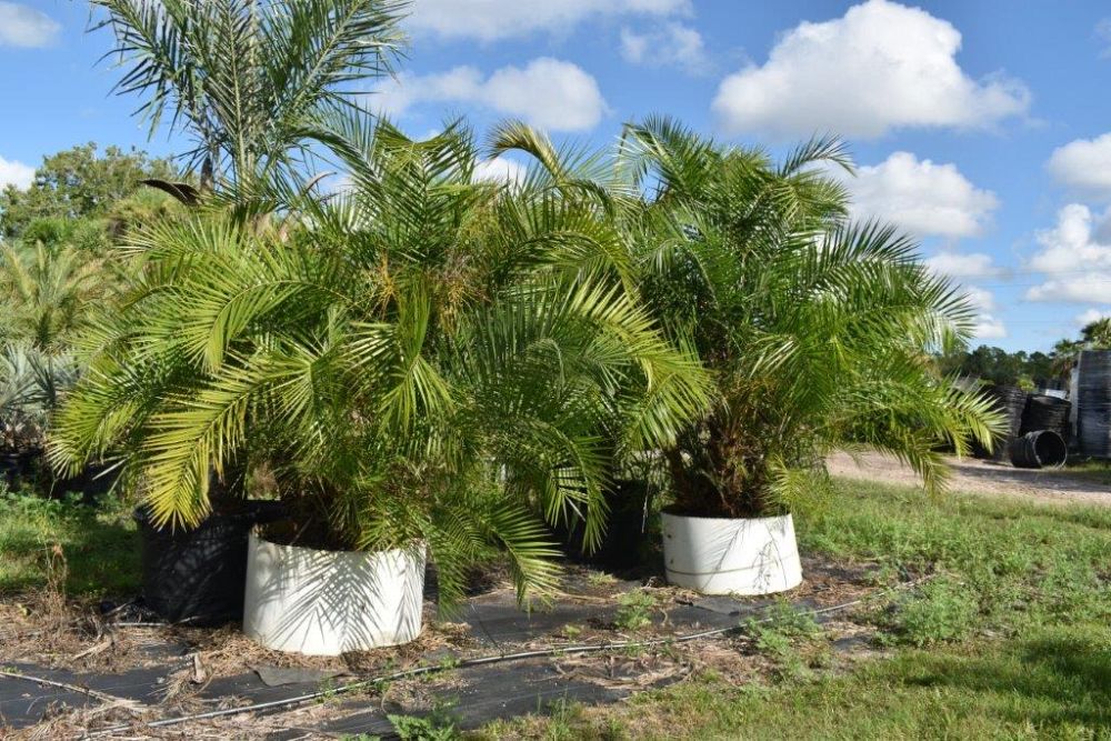 phoenix-reclinata-senegal-date-palm