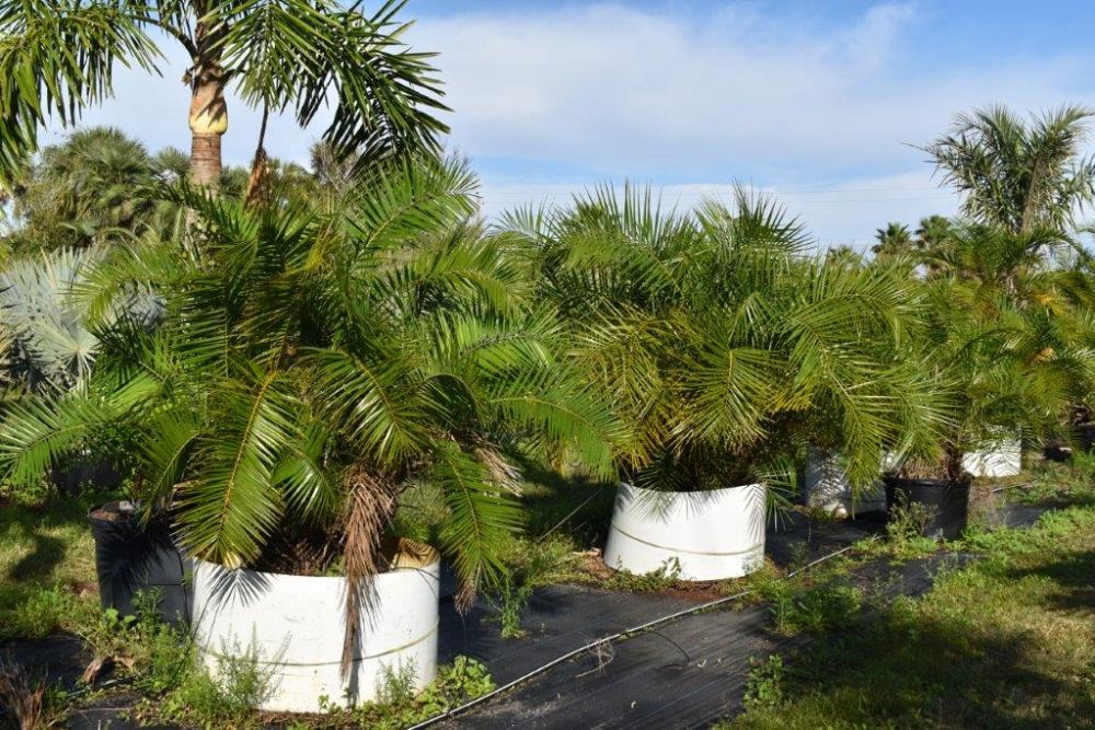 phoenix-reclinata-senegal-date-palm