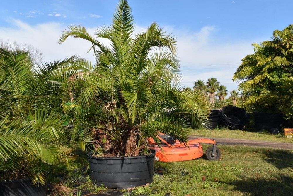 phoenix-reclinata-senegal-date-palm