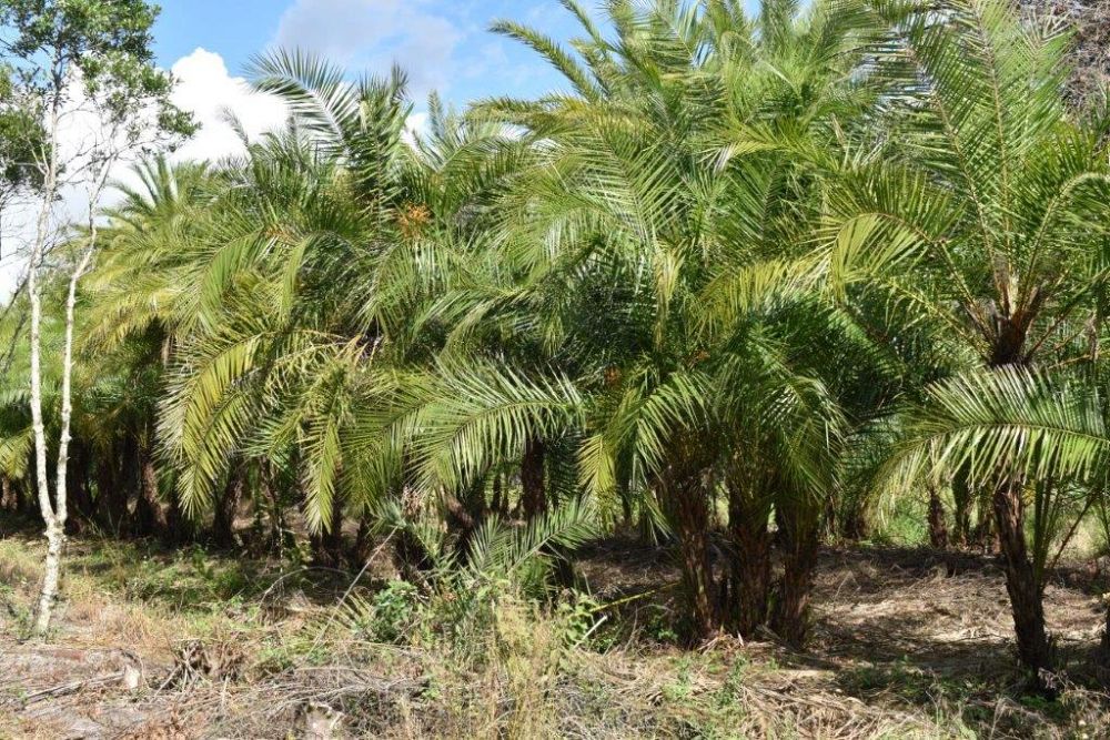 phoenix-reclinata-senegal-date-palm