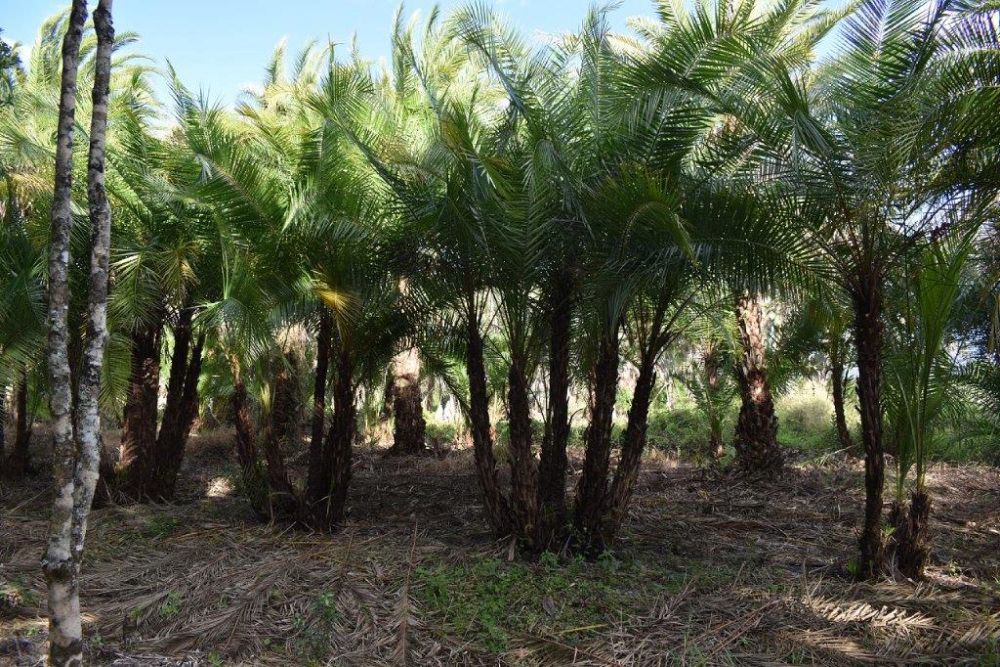 phoenix-reclinata-senegal-date-palm