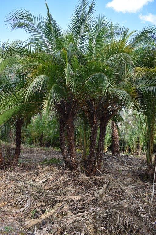 phoenix-reclinata-senegal-date-palm